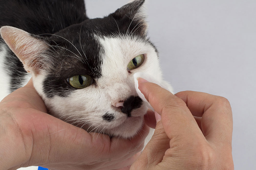 A close-up shot of a black and white shorthair cat with green eyes being held gently by a person's hands while using a white cotton pad to clean away discharge or tear stains from the corner of its left eye.