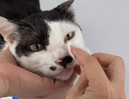 How Do You Safely Clean Your Pet’s Eyes After Surgery or With a Serious Eye Condition?