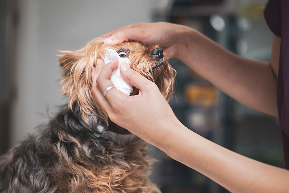 A close-up shot of a small Yorkshire Terrier receiving care as a person gently uses a sterile white gauze pad to clean tear stains or discharge from around the dog's right eye.