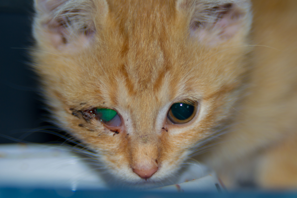 Ginger kitten with conjunctivitis showing signs of an eye infection during a veterinary eye examination.
