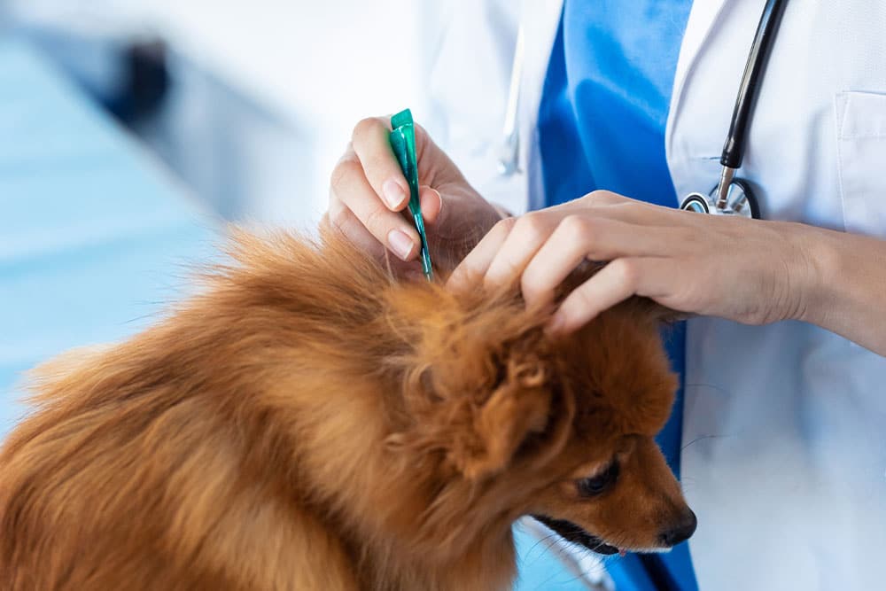 Person inspecting a dog’s fur for ticks to help prevent tick-borne diseases and maintain pet health and safety.