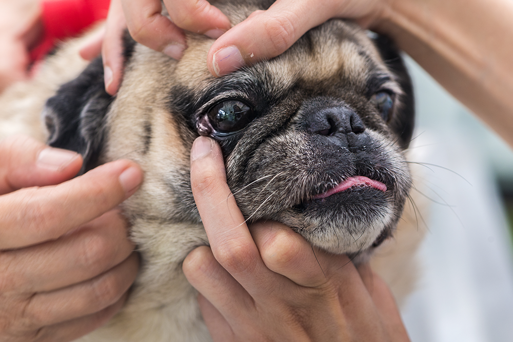 Veterinarian performing an eye exam on a dog using specialized light and ophthalmic equipment in clinic