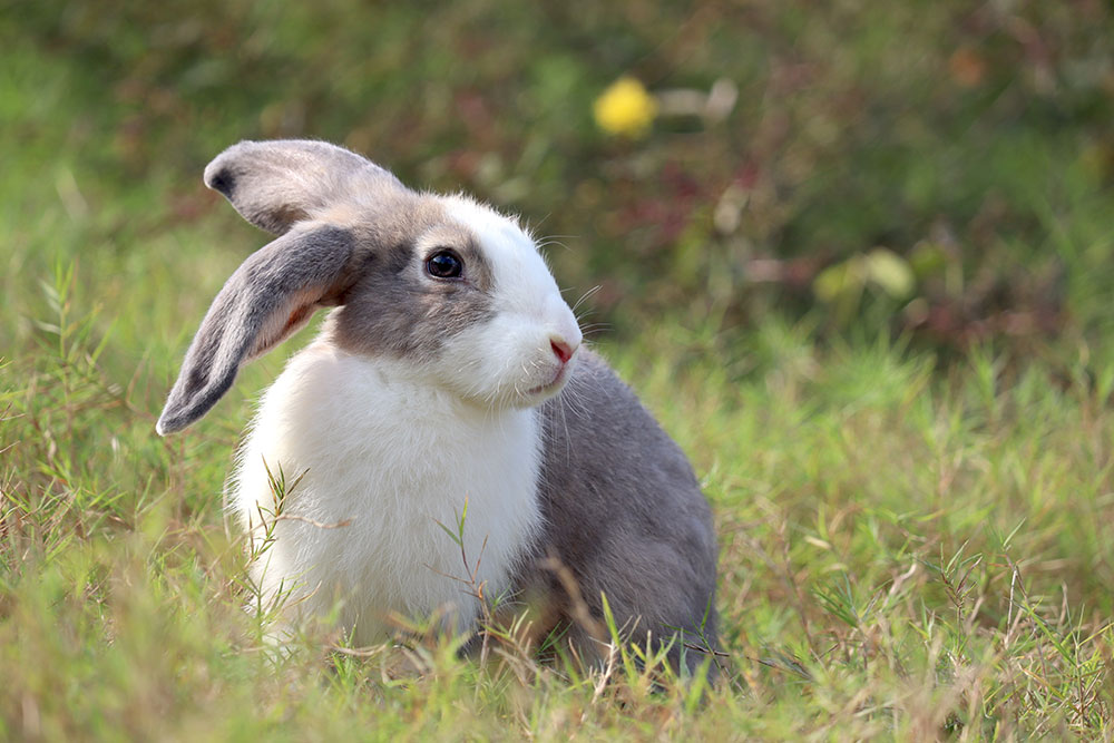 A gray-and-white rabbit sitting in green grass, ears slightly folded, looking off to the side in a sunlit meadow.