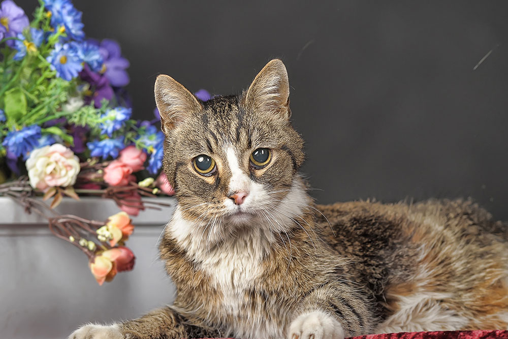 Elderly tabby-and-white cat lying on a red surface, looking toward the camera, with a flower arrangement in a pot behind it against a dark background.