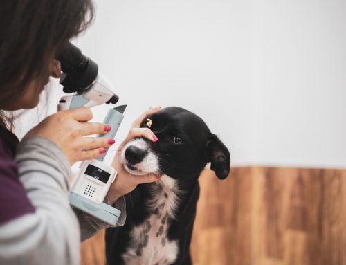 How Do Ophthalmologists Test a Dog or Cat’s Vision?