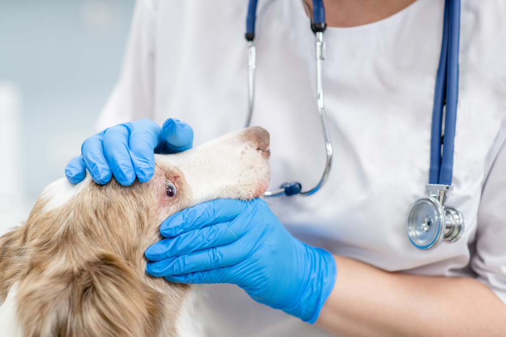 Veterinarian performing an ophthalmic examination on a pet, highlighting the diagnosis and treatment of eye conditions, vision problems, and preventive eye care.