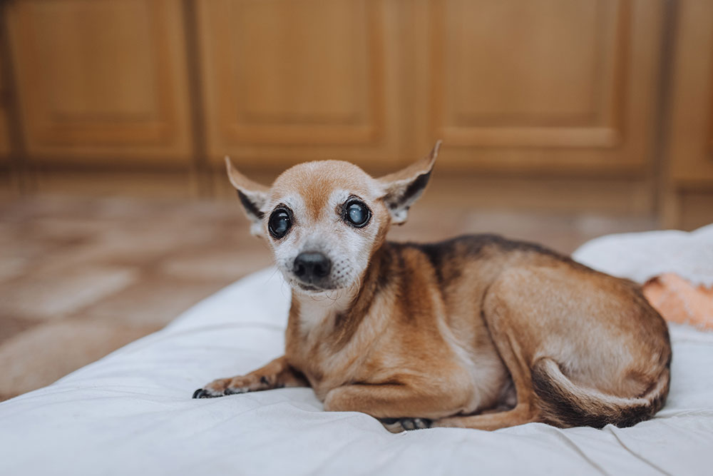 An elderly Chihuahua with cloudy eyes lies on a white cushion indoors, looking toward the camera with ears perked and a calm expression.