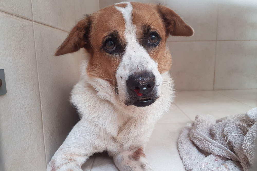 White and brown dog showing signs of illness that may be linked to a tick-borne disease affecting eye health or vision.