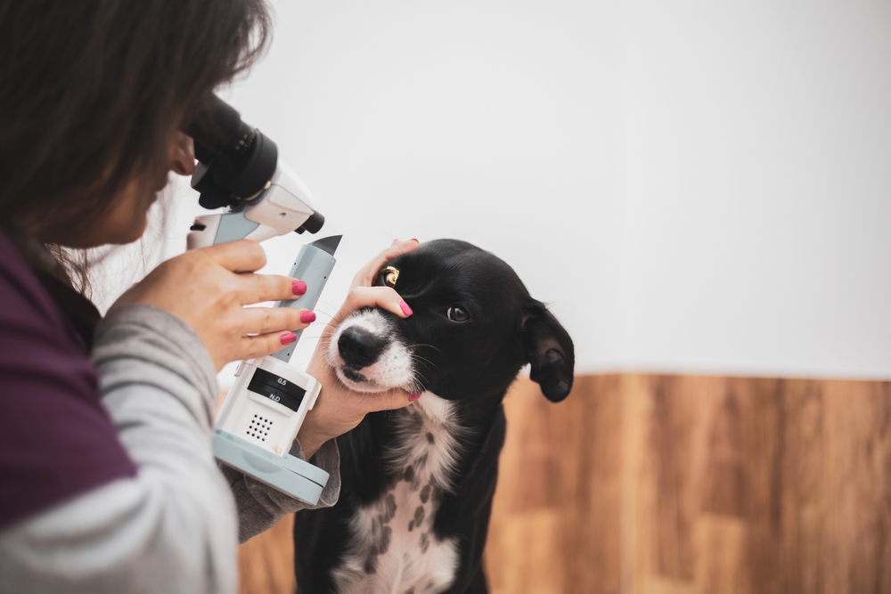 Veterinary eye examination to evaluate vision, detect eye diseases, and support long-term ocular health in pets through preventive care.