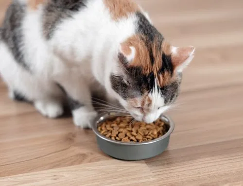 Can Diet and Supplements Actually Protect Your Pet’s Eyes?