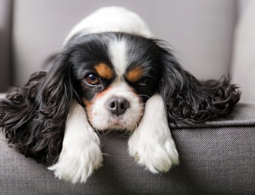 Why Are Spaniels So Prone to Eye Disease, and What Can Be Done About It?