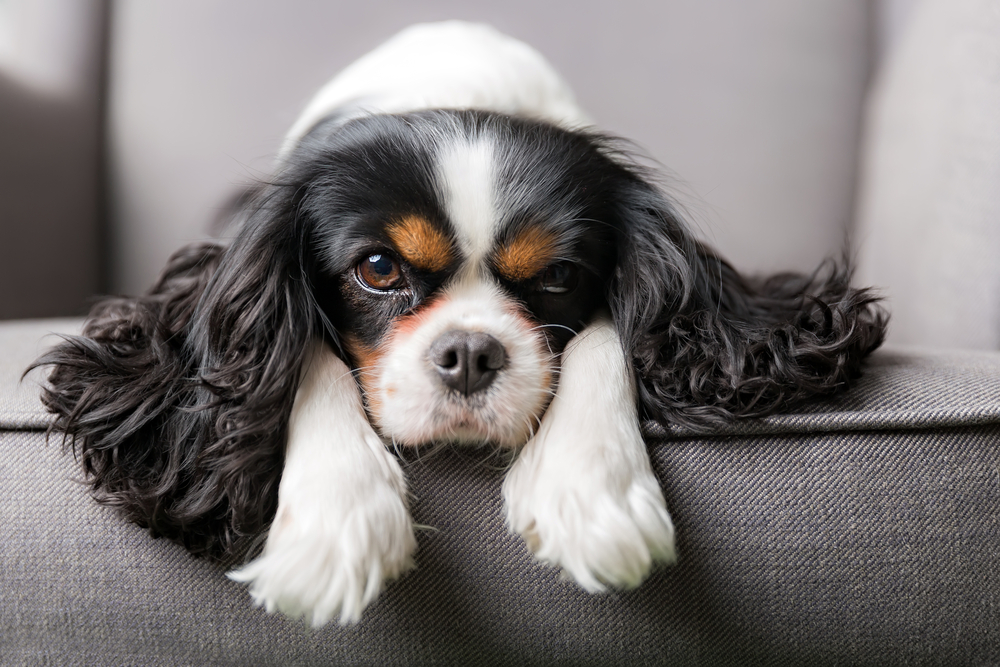 Portrait of a cute Cavalier King Charles Spaniel with a healthy, shiny coat.