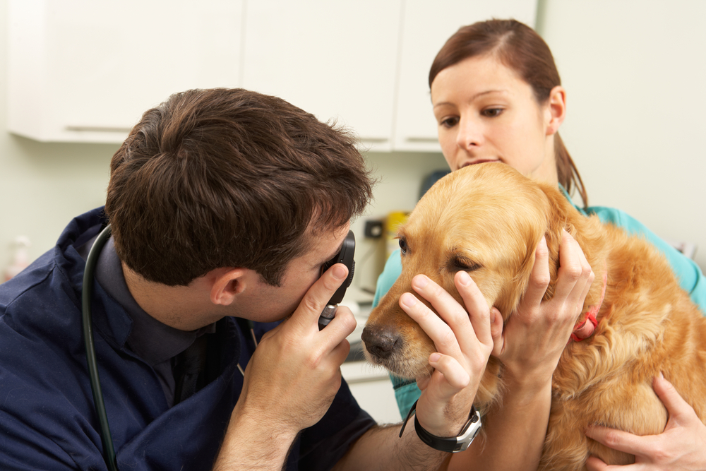 Male veterinary surgeon examining a dog during treatment in a veterinary clinic or surgical setting